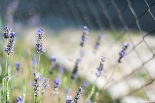 Lavender f/1.4 1/6400s ISO200